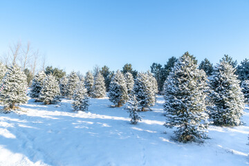 Rows of balsam fir trees at a Christmas tree farm.