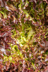 Food background. Macro shot frisee texture. Close-up macro view of fresh green frisee leaves, high...