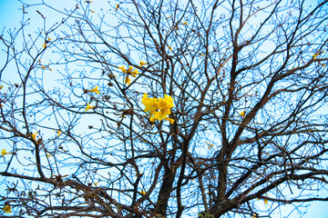 yellow flowers on a tree
