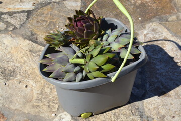 bucket with artichokes