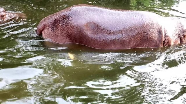 A hippo swimming in the water.