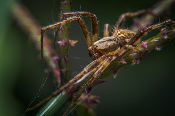 Spider close up in the position hunting and waiting for the prey