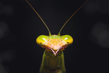 Mantis
