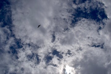 Sky Clouds Bird