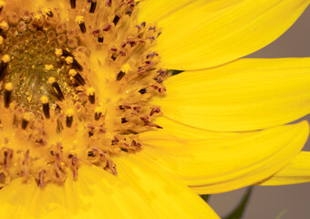 Sunflower Macro Photo in Horizontal Orientation, Perfect for Wallpaper and Background