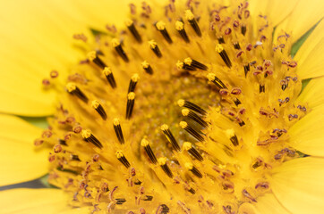Sunflower Macro Photo in Horizontal Orientation, Perfect for Wallpaper