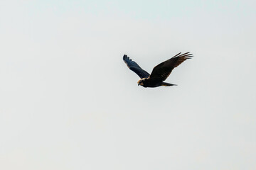 Western Marsh Harrier in flight (Circus Aeruginosus)
