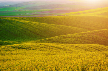 Obraz premium Rapeseed yellow green field in spring