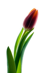 Close-up of a flower