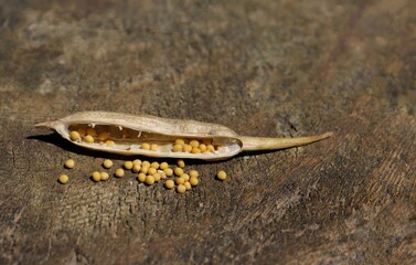 White Mustard Seed Pods solated on Wooden Background