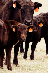 Tagged cow with her calves