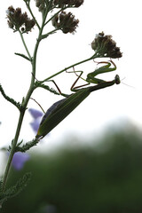 Europäische Gottesanbeterin (Mantis religiosa)