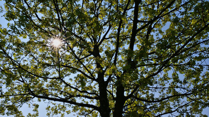 Crown of growing maple tree (sapindaceae) with bright green leaves shot in backlight with sun rays and aperture star on a clear day in spring.