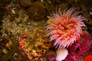Naklejka na ściany i meble High angle view of an apple anemone in the sea