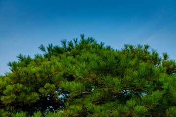 石川県金沢市兼六園の松と青空	