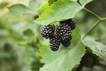 Blackberry bush with ripe berries in garden, closeup