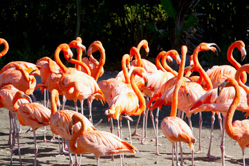 Flock of Flamingos perching on the beach, Miami, Florida, USA