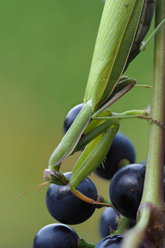 Europ&auml;ische Gottesanbeterin (Mantis religiosa) im Weinberg an Rebstock