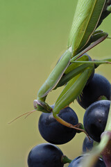 Europäische Gottesanbeterin (Mantis religiosa) im Weinberg an Rebstock