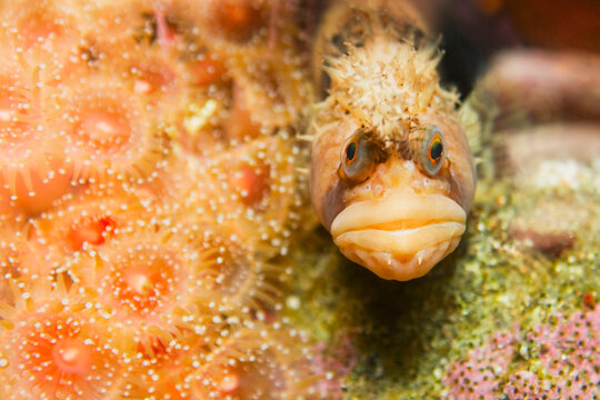 Close-up of a Coralline Sculpin fish camouflaged underwater