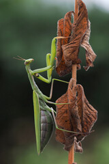 Europäische Gottesanbeterin (Mantis religiosa)