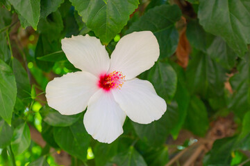 White hibiscus flower with green leaves grows on a bush in summer.