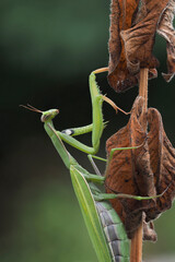 Europäische Gottesanbeterin (Mantis religiosa)