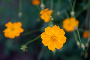Close-up of yellow cosmo flowers