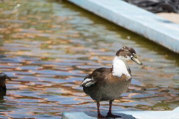 Duck swimming in lake. White headed Duck White headed