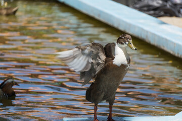 Cute Duck swimming.lake background. White headed Duck. White headed Duck