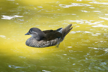Duck swimming in lake. White headed Duck White headed