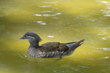 Duck swimming in lake. White headed Duck White headed