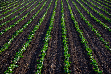 Fototapeta na wymiar Vegetables in a field, California, USA