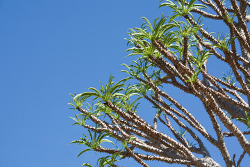 Low angle view of a plant, Miami, Florida, USA