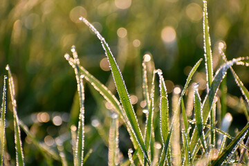 Tautropfen auf Gras im Morgengrauen