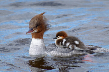 Common merganser with babies