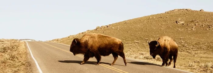 Selbstklebende Fototapeten Two American bisons (Bison bison) crossing a road, Yellowstone National Park, Wyoming, USA © VisualEyze