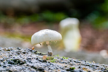 Porcelain Fungus