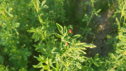 ladybug on the plant