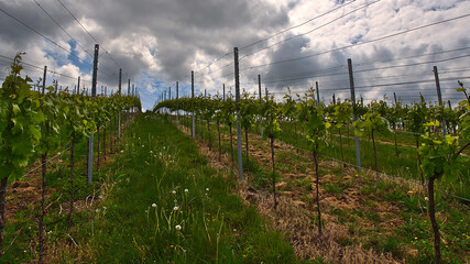 Growing vineyard (wine, vitis vinifera) with green gras in between near Sasbachwalden at the edge of Black Forest, Baden-Wuerttember, Germany on sunny spring day with clouds.