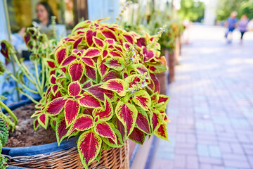 Coleus is a genus of annual or perennial herbs or shrubs, sometimes succulent, sometimes with a...