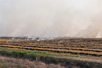 Rice field burning. Crop fields are burned after harvest