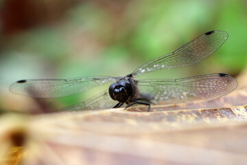A black dragonfly on a leaf. Dragonfly in the wild. An insects in nature