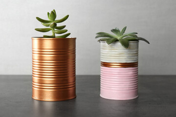 Fototapeta na wymiar Echeveria plants in color tin cans on grey stone table, closeup