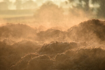 Dampfender Misthaufen im Morgengrauen