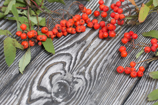 Rowan branch with berries and leaves. Lies on pine boards painted black and white. Autumn background.