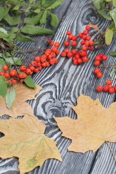 Rowan branch with berries and leaves. Nearby are dried maple leaves. On pine planks painted black and white. Autumn background.