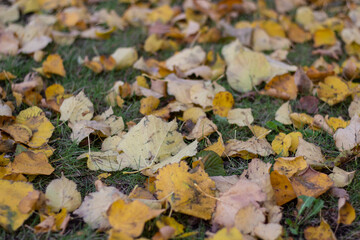 autumn yellow leaves on the green grass