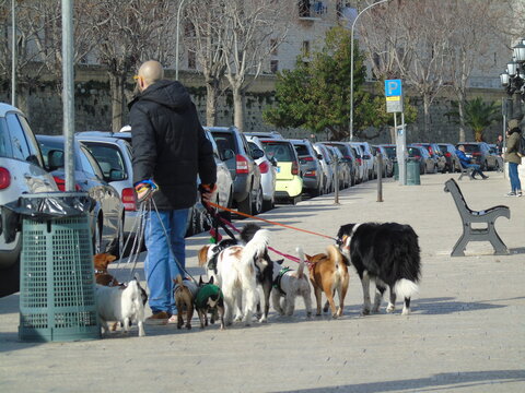 Dog Sitter a passeggio con i cani sul lungomare, sud Europa