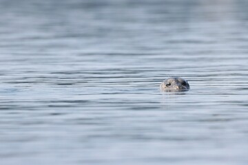 Harbor seals swimming and sunning themselves on warm summer day in Bellingham Bay